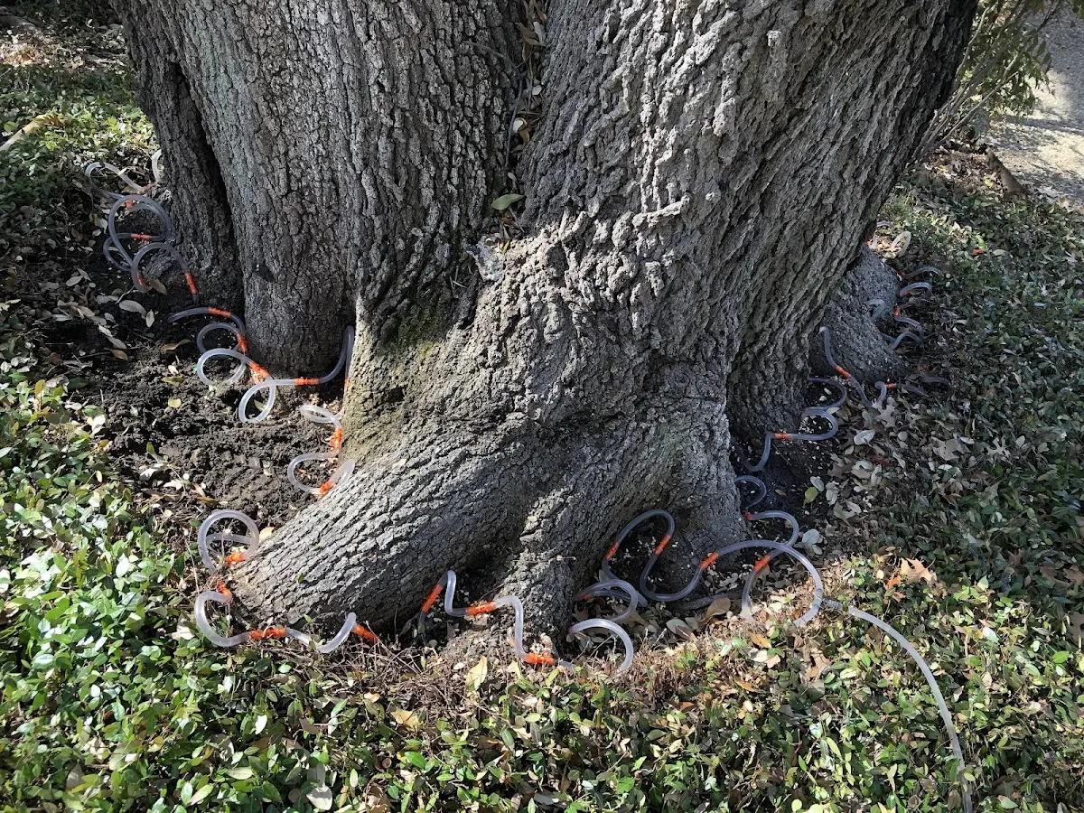 Detailed Tree Cabling and Bracing job site in Canonsburg